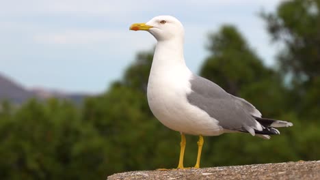 Close-up-of-seagull-sitting-on-top-of-stone,-looking-around