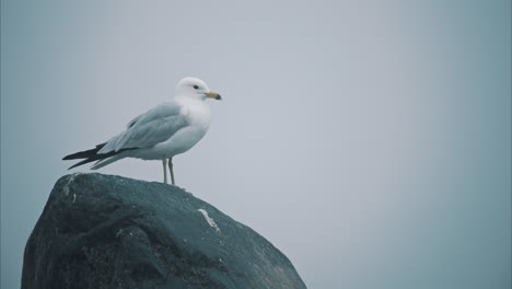 Closeup-of-Lone-Seagull-Standing-on-Large-Rock-in-Foggy-Lake-in-Slow-Motion-4K