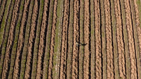 woman-walks-on-dry-land-along-rows-of-grape-plantations-in-sunny-day