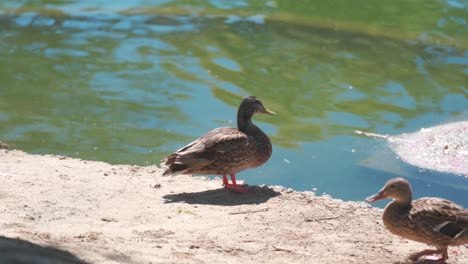 Duck-walking-near-other-duck-at-a-pond