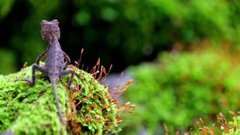 Seen-from-its-back-breathing-on-top-of-a-moss-mound-in-the-jungle,-Brown-Pricklenape-Acanthosaura-lepidogaster,-Khao-Yai-National-Park