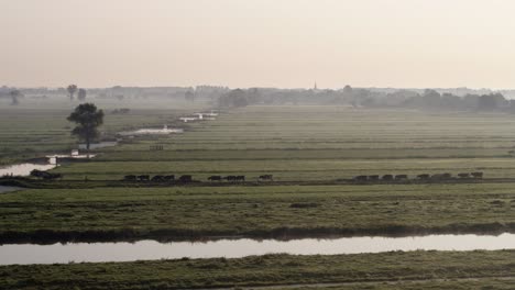 Flock-of-domestic-cow-walking-out-into-fields-in-early-misty-morning