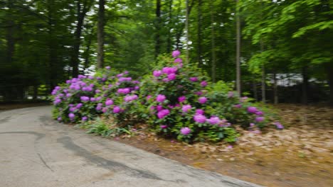 Purple-flowers-in-bushes-in-early-June-2022