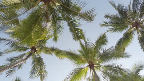 Slow-motion-view-of-coconut-palm-trees-against-sky-near-beach