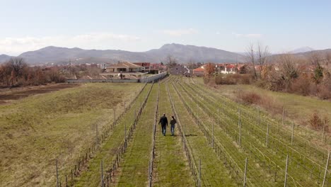 Drone-flight-over-couple-walking-amidst-vineyards-on-a-beautiful-day-in-mountainous-suburbs