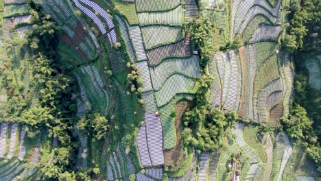Top-down-aerial-view-on-patchwork-leek-plantations-on-hill,-Wonolelo,-Indonesia