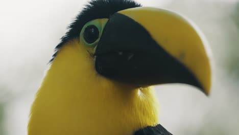 Extreme-Closeup-Of-Yellow-throated-Toucan-Looking-Around-In-Its-Habitat