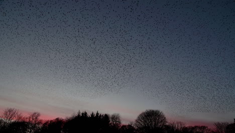 Starling-murmuration-against-the-winter-evening-sky-just-after-sunset