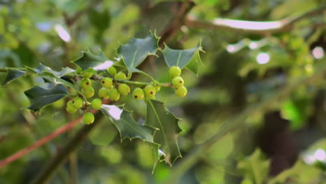 A-branch-of-holly-with-the-berries-and-green-leaves,-moves-with-the-wind,-with-the-background-of-trees-and-leaves-blurred