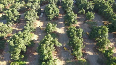 Aerial-dolly-in-of-harvester-tractors-between-waru-waru-avocado-plantations-in-a-farm-field-on-a-sunny-day