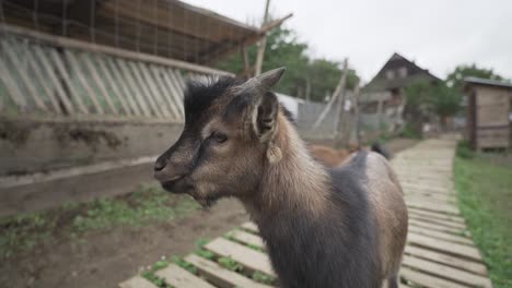 Small-brown-goat-standing-on-the-wooden-path