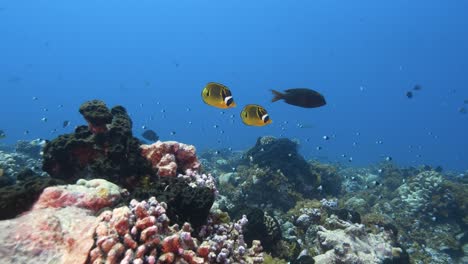 Wunderschöner-Orangefarbener-Schmetterlingsfisch-In-Kristallklarem-Wasser-An-Einem-Tropischen-Korallenriff-Im-Atoll-Von-Fakarava,-Französisch-Polynesien,-Südpazifik