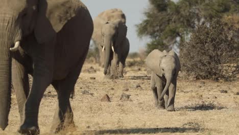 Wide-shot-of-a-cute-African-elephant-calf-walking-with-the-herd-towards-the-camera,-Mashatu-Botswana