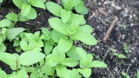 Fresh-mint-leaves-growing-in-soil-in-organic-home-garden