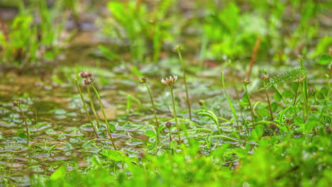 Raindrops-splash-in-a-puddle-in-the-grass---isolated-close-up-time-lapse