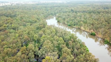 Slow-moving-drone-footage-of-the-meandering-Murray-River-and-eucalypt-forest-south-of-Corowa,-Australia