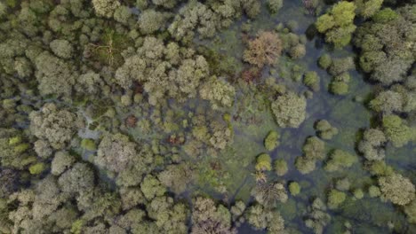 Bird's-eye-view,-flying-over-a-flooded,-swampy-forest