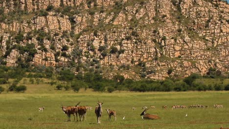 Eland-and-Springbok-on-the-grass-plains-of-South-Africa