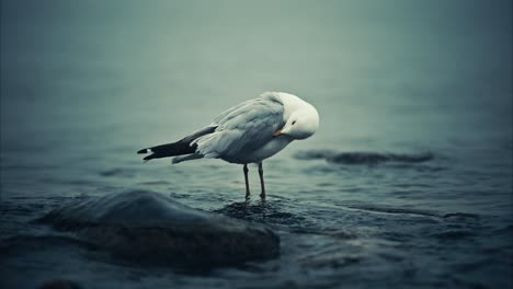 Seagull-Cleaning-itself-while-Standing-in-Foggy-Shallow-Lake-Water-with-Waves-and-Rising-Tide-in-Slow-Motion-Closeup-4K