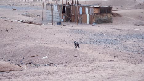 Cat-walking-through-a-desert-with-abandoned-chalet-and-dog-in-background