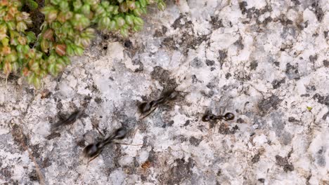 A-lot-of-fast-black-ants-moving-quickly,-harvesting-resources-for-the-colony