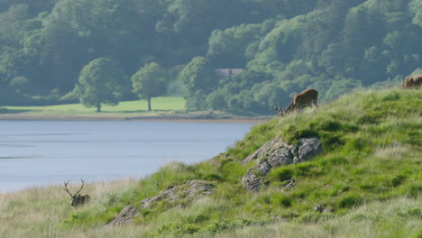 SCOTLAND,-RED-DEER---grazing-in-the-sunshine-in-front-of-lake