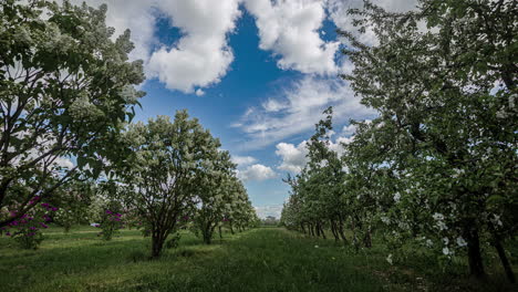 Static-shot-of-beautiful-rows-of-spring-apple-tree-with-white-flowers-blossoming-in-timelapse-on-a-cloudy-day