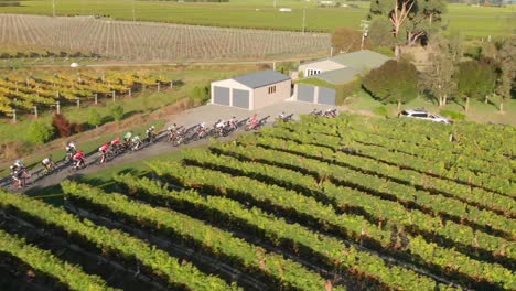 AERIAL---group-of-bikers-racing-through-a-winery-in-Marlborough,-New-Zealand