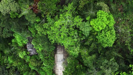 TOP-DOWN-DRONE-VIEW-FROM-PEOPLE-RUNNING-THROUGH-A-DENSE-FOREST
