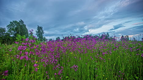 Lila-Blumen-Auf-Der-Wiese-An-Einem-Kalten-Sommertag-Mit-Einem-Dramatischen-Stürmischen-Himmel