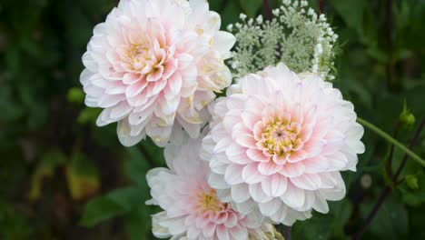 Pale-white-and-pink-dahlia-flowers-bloom-in-garden,-floral-background
