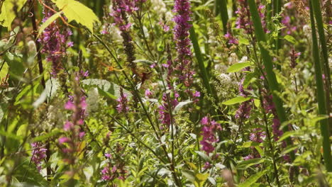 Kolibri-Clearwing-Mottenschmetterling-Fressen-Nektar-In-Blumen