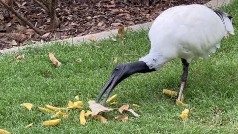 A-wild-Australian-white-ibis,-threskiornis-molucca-spotted-eating-chips-dumped-on-the-grass-by-human-being,-Brisbane-city,-Australia