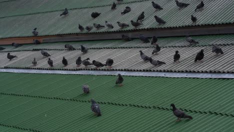 Many-pigeons-standing-on-a-metal-green-and-grey-roof