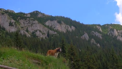 Ein-Hund-In-Piatra-Craiului,-Land-Brasov,-Rumänien,-Siebenbürgen-4k