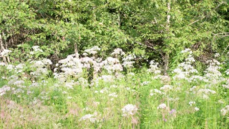 Mittlere-Aufnahme-Weißer-Blumen-Entlang-Eines-Pfades