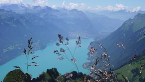 Una-Buena-Toma-De-Hermosas-Flores-Con-Una-Vista-Maravillosa-Del-Lago-Brienz-Y-Las-Montañas-Circundantes-De-Los-Alpes-De-Suiza-En-El-Fondo-En-Un-Día-Claro,-Azul-Y-Soleado