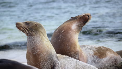 Pair-Of-Galapagos-sea-lions-turning-head-side-to-side-with-eyes-closed-basking-in-sun-on-Playa-Punta-Beach-At-San-Cristobal-Island-In-The-Galapagos