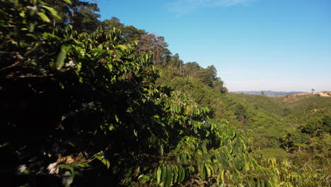 Coffee-Plantation-Farm-On-Mountains---aerial-drone-shot