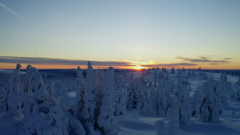 Snow-covered-Lapland-Nordic-wintertime-alien-forest-trees-landscape-rising-with-stunning-sunrise-sky