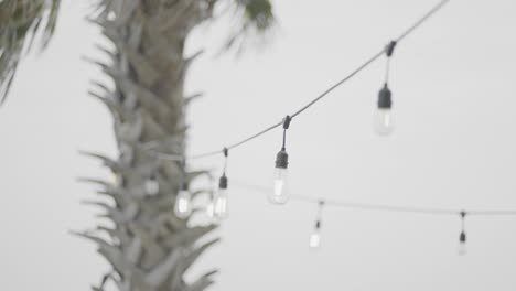 LED-string-lights-hanging-from-palm-tree