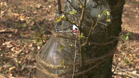 Botella-De-Vidrio-Recogiendo-Savia-De-Abedul-De-Una-Pequeña-Rama-En-El-Bosque-Durante-La-Primavera