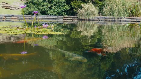 Fish-circling-the-koi-pond-at-Sarah-P-Duke-Gardens-in-Durham-NC