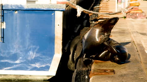 Cape-fur-seal-on-wharf-basking-in-sun-leisurely-scratches-itself,-Hout-Bay