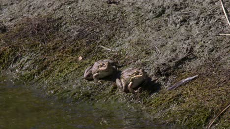 close-up-of-two-Iberian-frogs,-also-known-as-Iberian-brook-frogs,-sitting-in-the-mud-next-to-a-pond