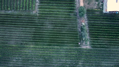 Drone-shot-looking-down-on-a-vineyard