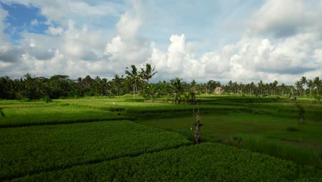 Campos-De-Arroz-Verdes-Escénicos-Aéreos-Que-Pasan-Cocoteros-En-Un-Día-Soleado-En-Bali,-Indonesia