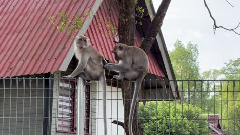 Two-wild-long-tailed-macaques-spotted-on-the-wire-fence-in-residential-neighborhood,-one-yawning-while-the-other-monkey-picking-lice-off-its-hairy-fur,-eating-invertebrates-and-sniffing-its-butt