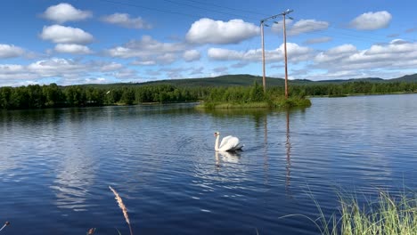 Un-Hermoso-Cisne-Blanco-Nadando-En-Un-Lago,-Mientras-Las-Nubes-Se-Reflejan-En-El-Agua