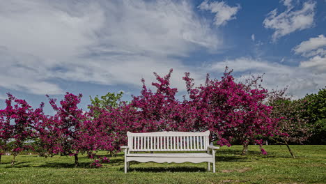 Pleasant-And-Warm-Outdoor-Ambiance-With-Blooming-Trees-Beside-A-Wooden-Bench